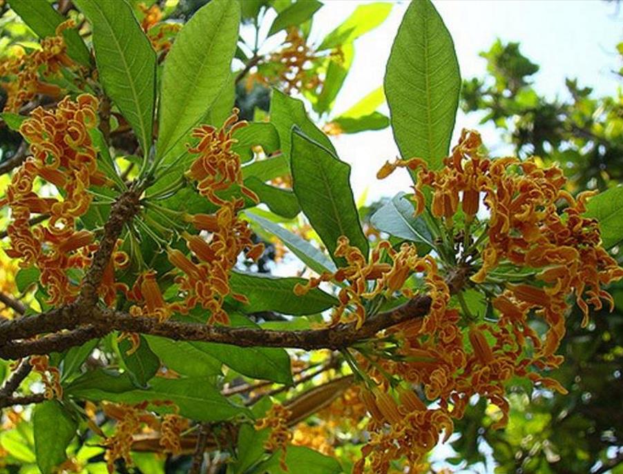 Strophanthus boivinii - Flor saca-rolhas de Madagascar, Flor de Aparas de Madeira, Estrofanto - Imagem 6