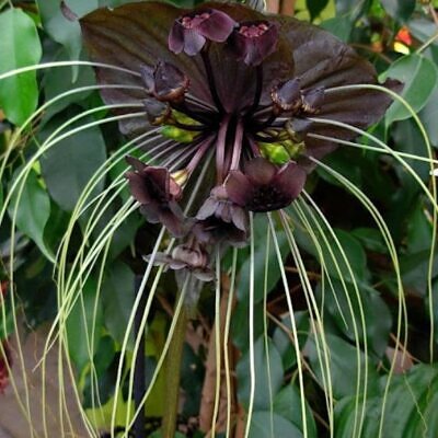 Tacca Cchantrieri - Flor Morcego Negra, Orquídea Negra, Bat flower, Flor de orquídea