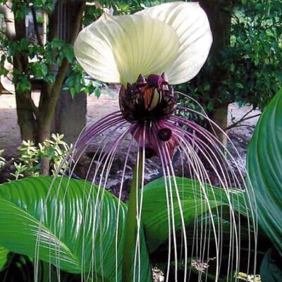 Tacca Nivea - Flor Morcego Branca, Orquídea Branca, Bat Flower, Flor de Orquídea Branca