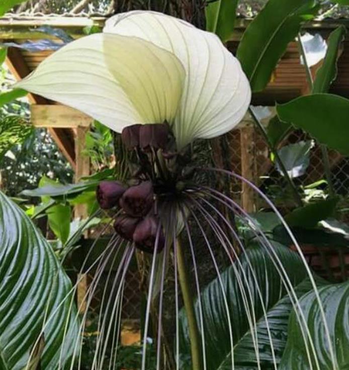 Tacca Nivea - Flor Morcego Branca, Orquídea Branca, Bat Flower, Flor de Orquídea Branca - Imagem 5