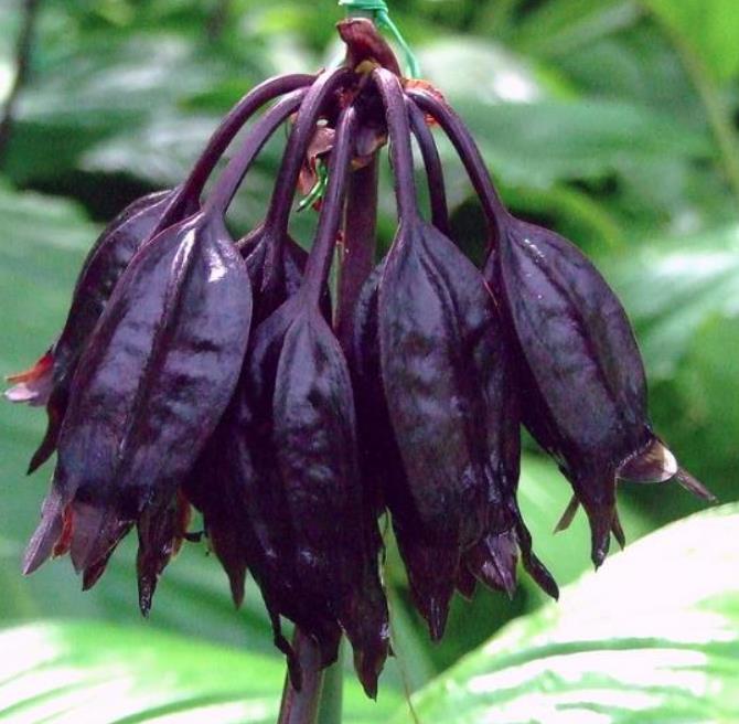 Tacca Nivea - Flor Morcego Branca, Orquídea Branca, Bat Flower, Flor de Orquídea Branca - Imagem 7