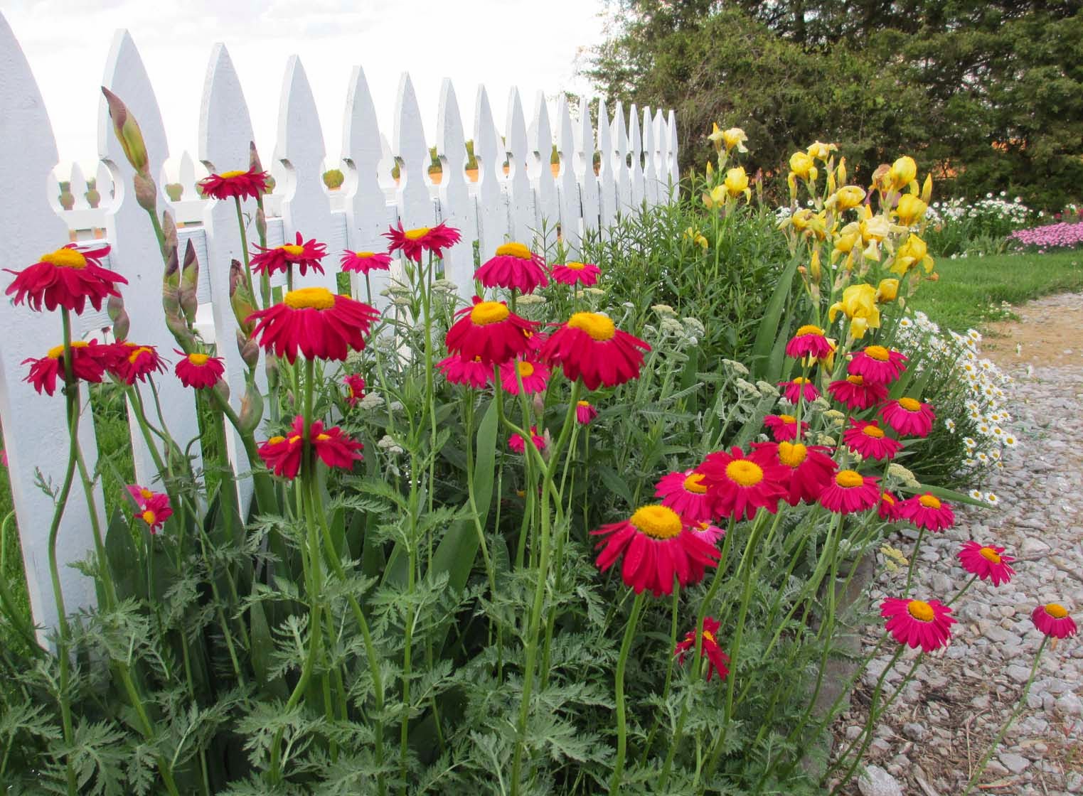 Tanacetum coccineum ‘Robinson's Red’ - Margarida Pintada, Piretro Vermelho - Imagem 5