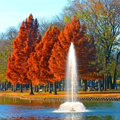 Taxodium distichum var. Distichum - Cipreste Calvo, Cipreste do Pântano