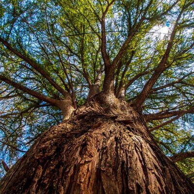 Taxodium huegelii (Taxodium mucronatum) - Cipreste de Montezuma