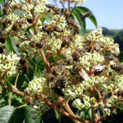 Tetradium danielli (Euodia hupehensis) - Árvore Abelha, Bee-Bee Tree, Árvore do Mel, Evodia