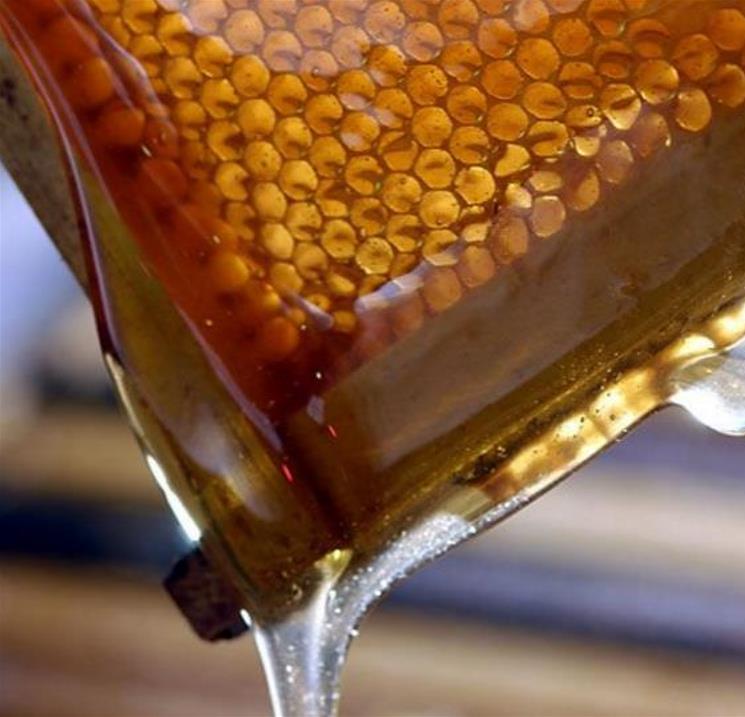 Tetradium danielli (Euodia hupehensis) - Árvore Abelha, Bee-Bee Tree, Árvore do Mel, Evodia - Imagem 11