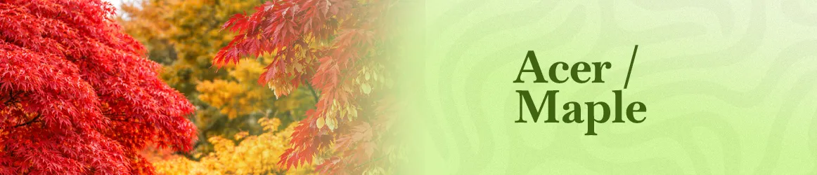 thjardins-seeds-acer-maple