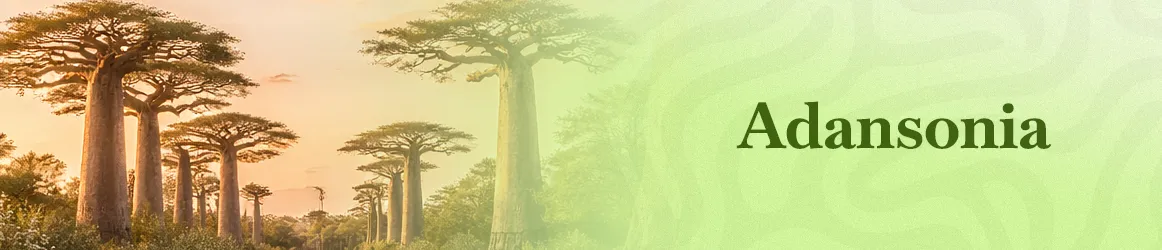 thjardins-seeds-adansonia