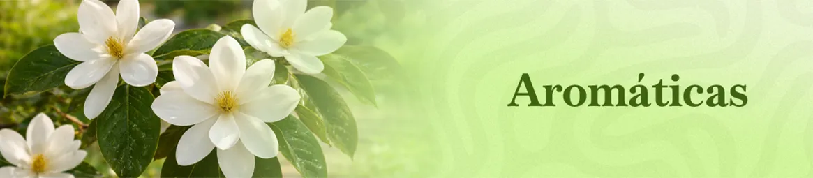 thjardins-seeds-aromatic
