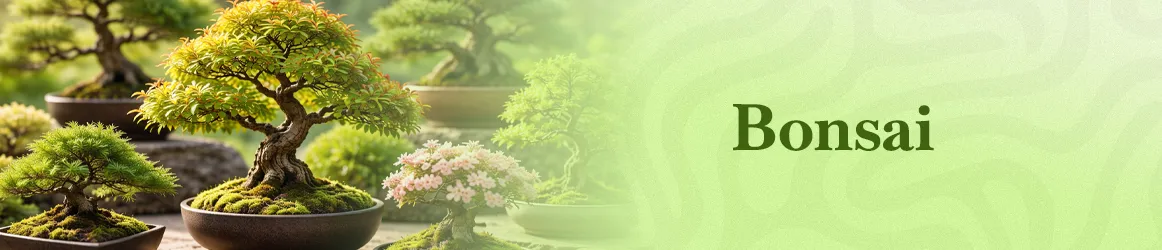thjardins-seeds-bonsai