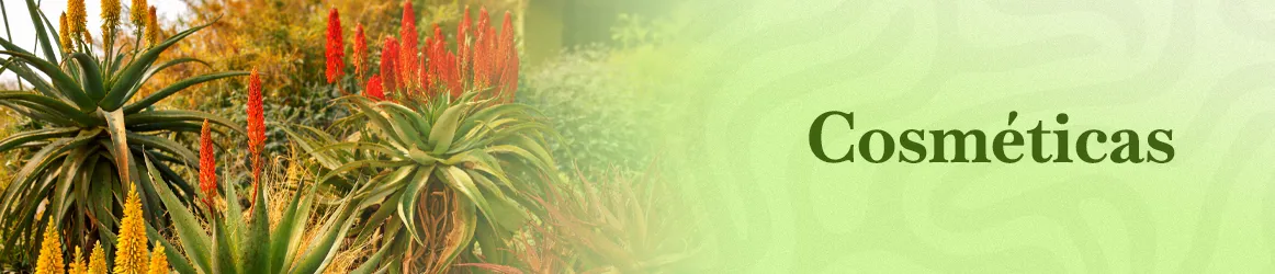 thjardins-seeds-cosmetics-aloe-vera