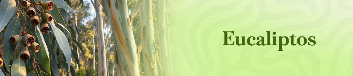 thjardins-seeds-eucalyptus