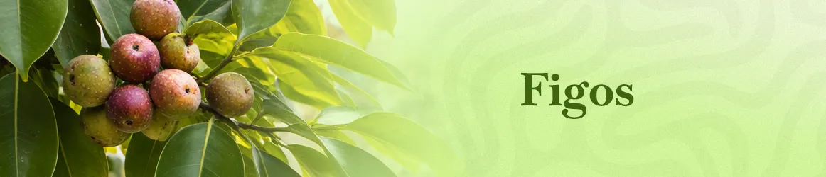 thjardins-seeds-ficus