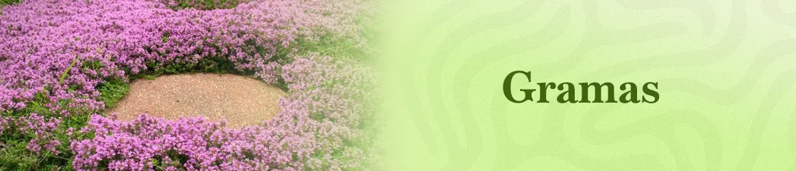 thjardins-seeds-grass