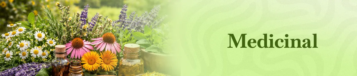 thjardins-seeds-medicinal