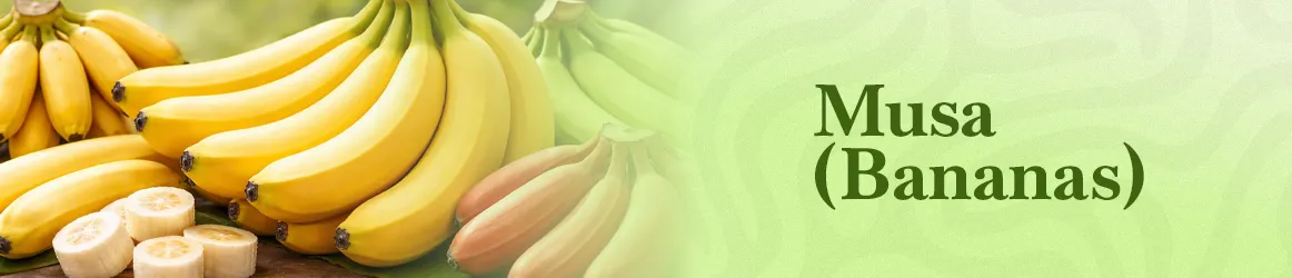 thjardins-seeds-musa-bananas