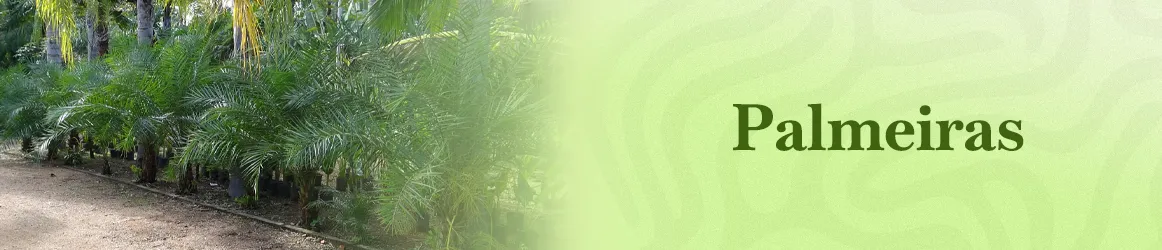 thjardins-seeds-palms