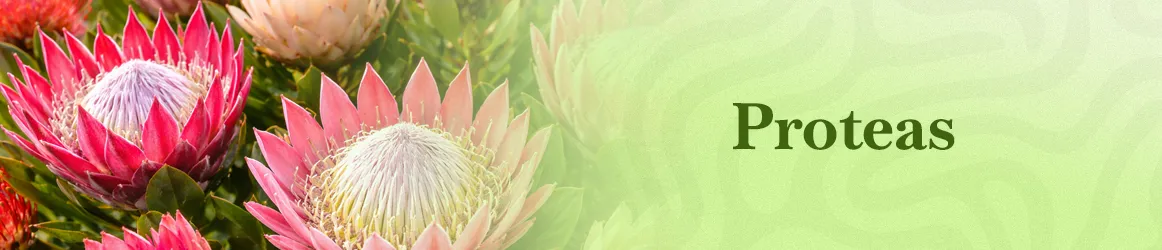 thjardins-seeds-proteas