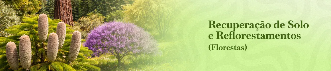 thjardins-seeds-soil-recovery-reforestation-florestry