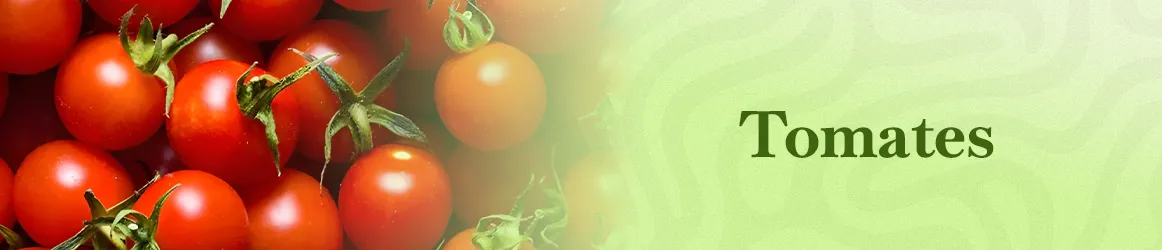 thjardins-seeds-tomatoes