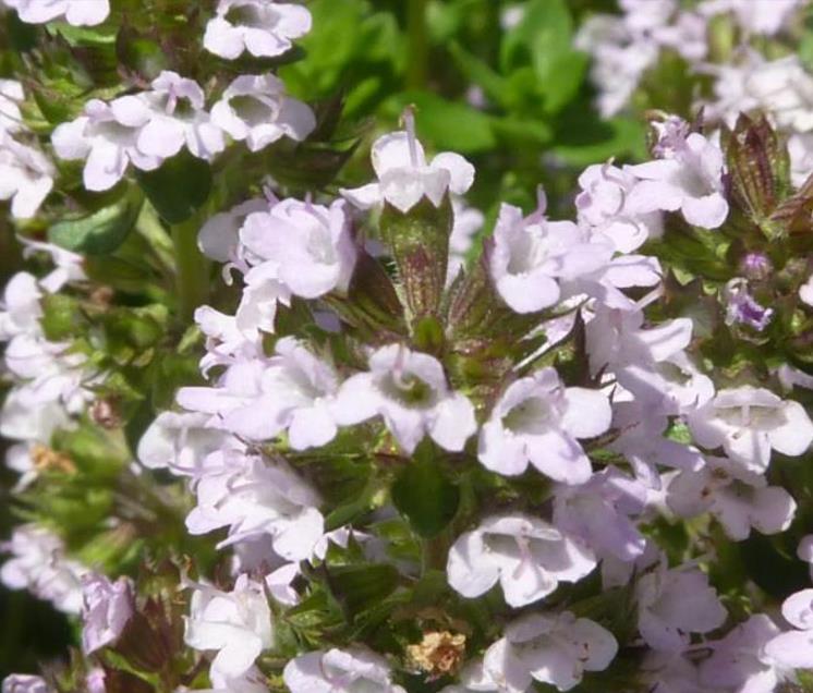 Thymus (Kit com 4 variedades) - Tomilho, Timo (Kit com 4 variedades) - Imagem 9