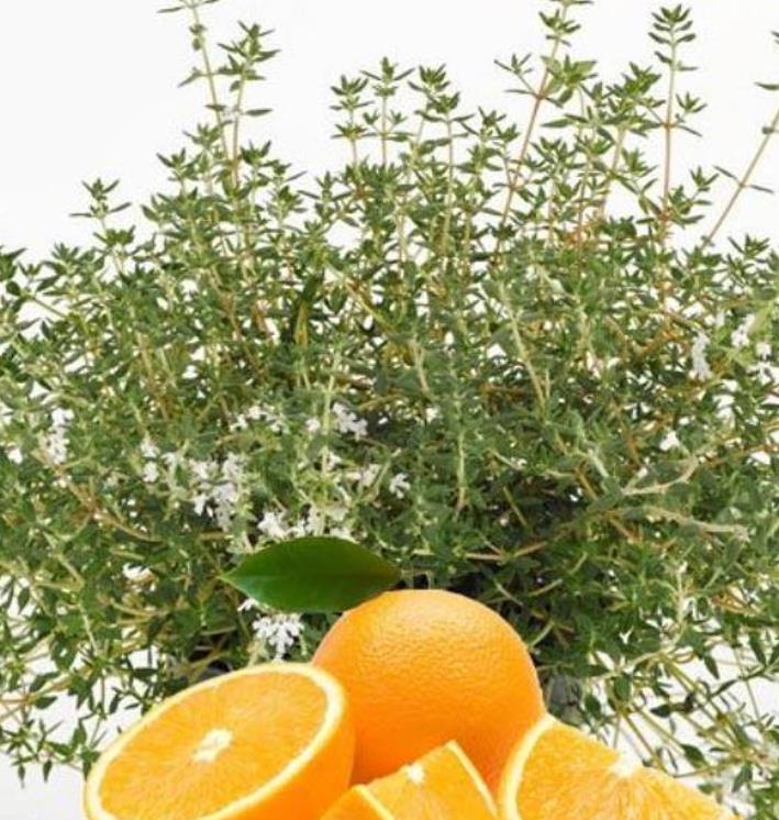 Thymus citriodorus 'Fragantissimus Orange' - Tomilho de Laranja, Tomilho Laranja, Timo Laranja - Imagem 3