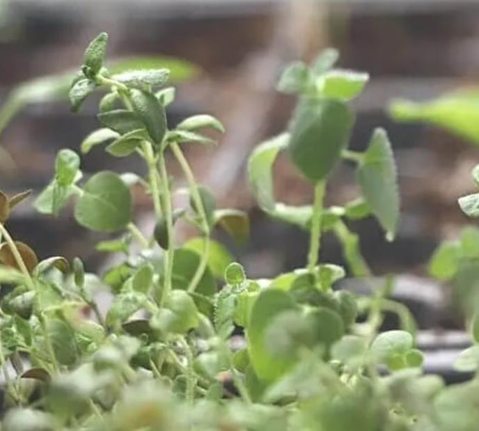 Thymus citriodorus 'Fragantissimus Orange' - Tomilho de Laranja, Tomilho Laranja, Timo Laranja - Imagem 5