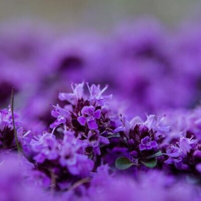 Thymus praecox - Tomilho Rastejante, Gramado Tomilho, Grama Aromática, Tomilho Mãe, Mother of Thy