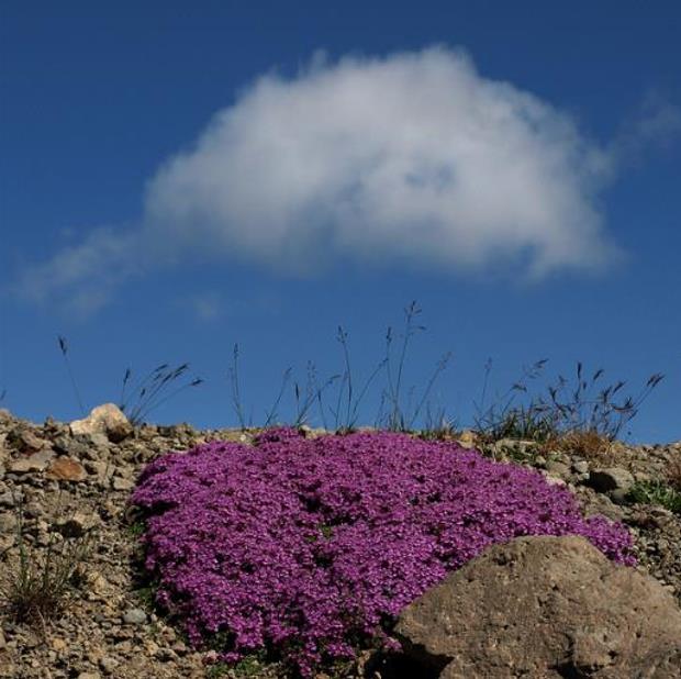 Thymus praecox - Tomilho Rastejante, Gramado Tomilho, Grama Aromática, Tomilho Mãe, Mother of Thy - Imagem 3