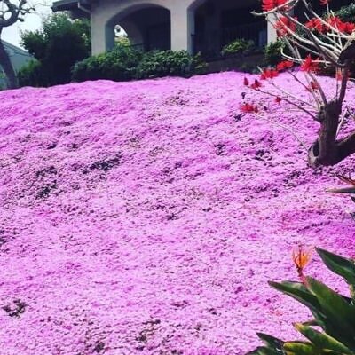 Thymus serpyllum -  Tomilho Selvagem, Grama Rosa Tomilho Aromática, Tomilho Rastejante, Tomilho Lim