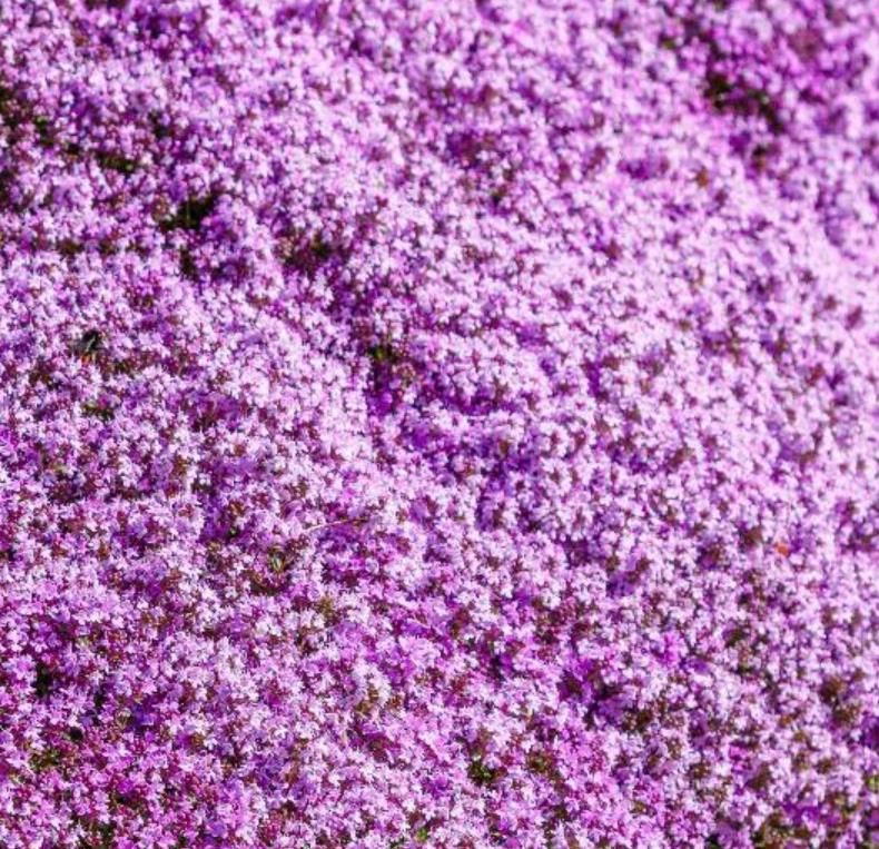 Thymus serpyllum - Tomilho Selvagem, Grama Rosa Tomilho Aromática, Tomilho Rastejante, Tomilho Lim - Imagem 2