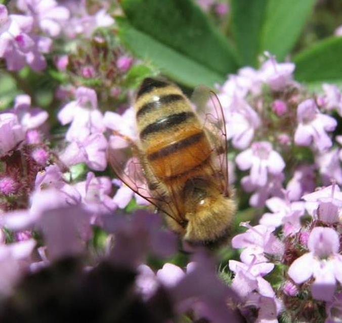 Thymus serpyllum - Tomilho Selvagem, Grama Rosa Tomilho Aromática, Tomilho Rastejante, Tomilho Lim - Imagem 6
