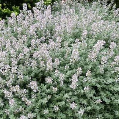 Thymus vulgaris Provence - Tomilho Francês, Tomilho da Provença, Tomilho Provençal, Timo Francês