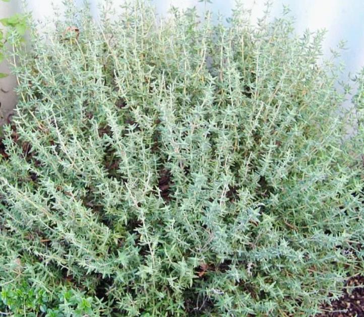 Thymus vulgaris Provence - Tomilho Francês, Tomilho da Provença, Tomilho Provençal, Timo Francês - Imagem 2