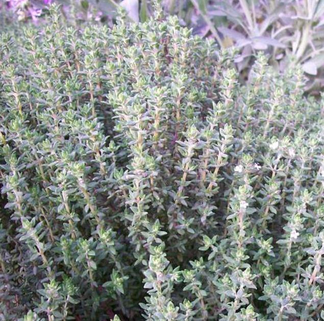 Thymus vulgaris Provence - Tomilho Francês, Tomilho da Provença, Tomilho Provençal, Timo Francês - Imagem 3
