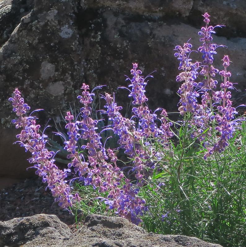 Trichostema lanatum - Alecrim da Califórnia, Alecrim Selvagem Americano, Woolly Blue-Curls - Imagem 2