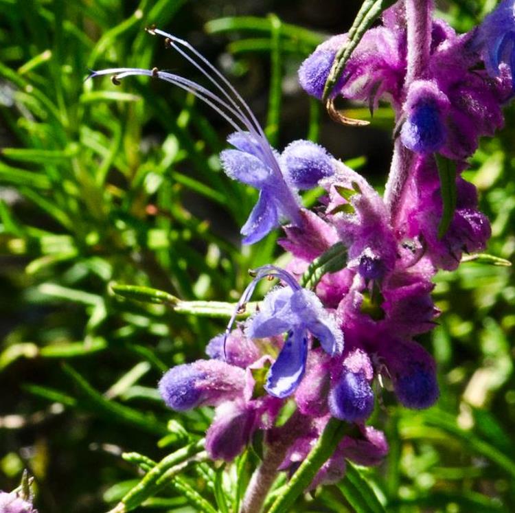 Trichostema lanatum - Alecrim da Califórnia, Alecrim Selvagem Americano, Woolly Blue-Curls - Imagem 3