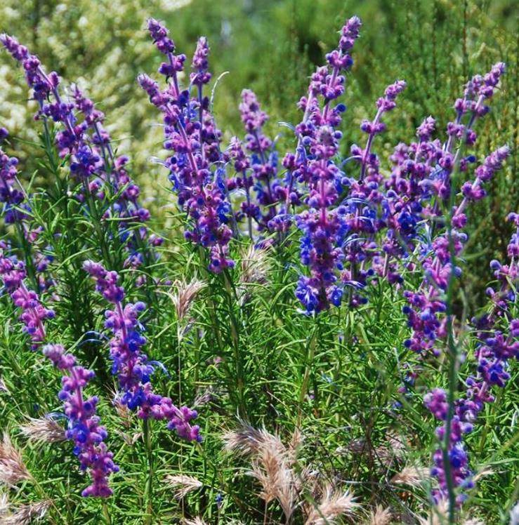 Trichostema lanatum - Alecrim da Califórnia, Alecrim Selvagem Americano, Woolly Blue-Curls - Imagem 4