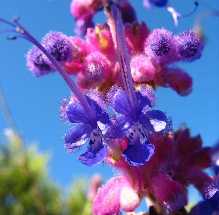 Trichostema lanatum - Alecrim da Califórnia, Alecrim Selvagem Americano, Woolly Blue-Curls - Imagem 5