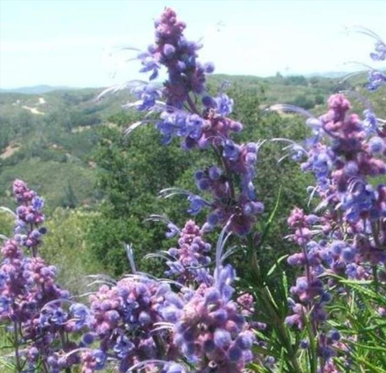 Trichostema lanatum - Alecrim da Califórnia, Alecrim Selvagem Americano, Woolly Blue-Curls - Imagem 6
