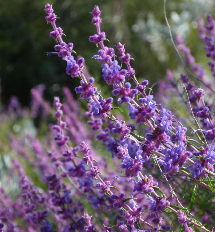 Trichostema lanatum - Alecrim da Califórnia, Alecrim Selvagem Americano, Woolly Blue-Curls - Imagem 7