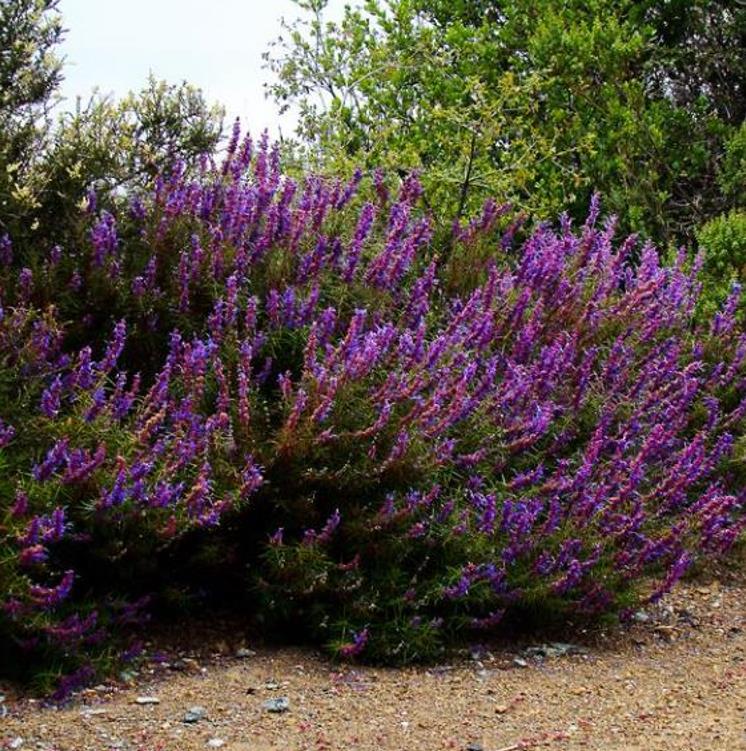 Trichostema lanatum - Alecrim da Califórnia, Alecrim Selvagem Americano, Woolly Blue-Curls - Imagem 8