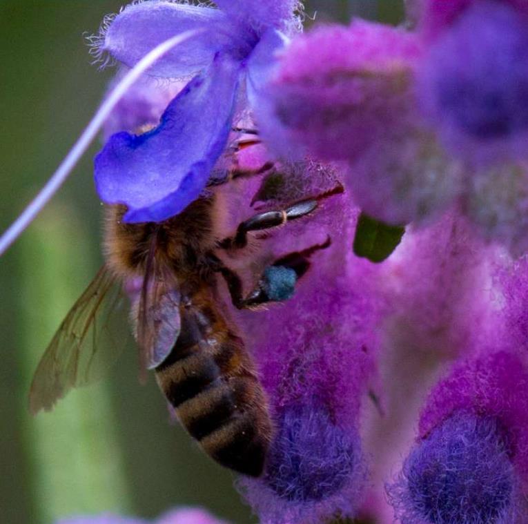 Trichostema lanatum - Alecrim da Califórnia, Alecrim Selvagem Americano, Woolly Blue-Curls - Imagem 9