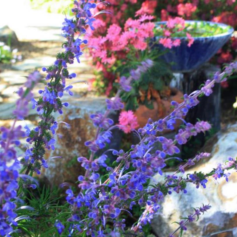 Trichostema lanatum - Alecrim da Califórnia, Alecrim Selvagem Americano, Woolly Blue-Curls - Imagem 12
