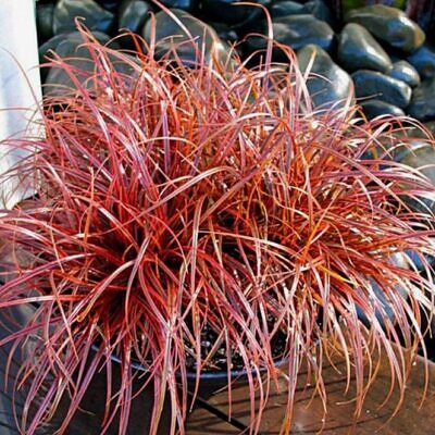 Uncinia rubra - Grama Vermelha