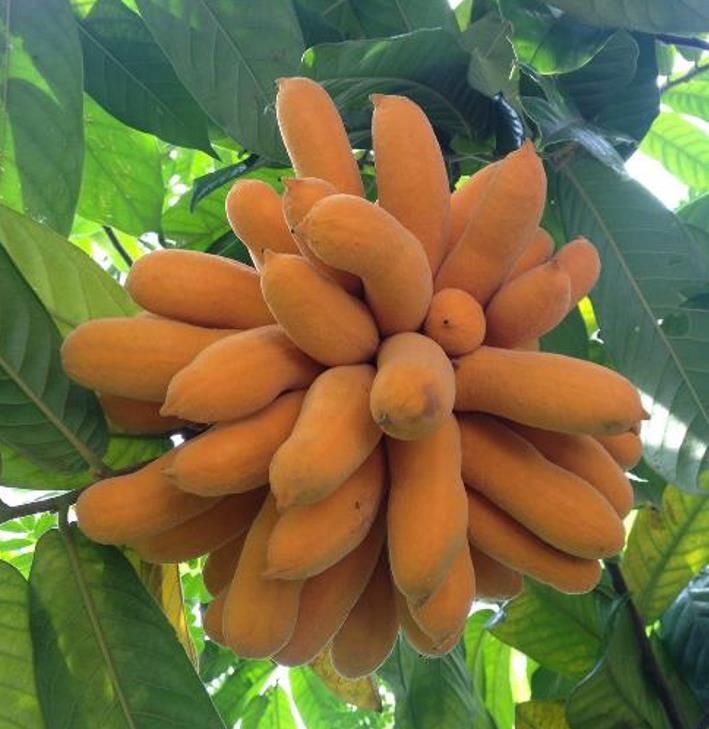 Uvaria littoralis - Uvaria Litoral, Finger Fruit