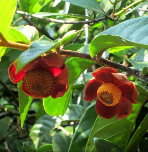 Uvaria littoralis - Uvaria Litoral, Finger Fruit - Imagem 2