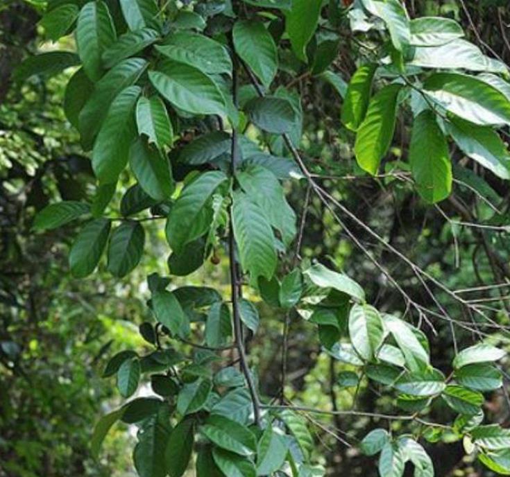 Uvaria littoralis - Uvaria Litoral, Finger Fruit - Imagem 3