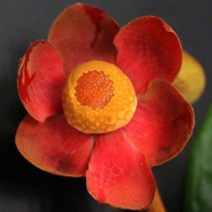 Uvaria littoralis - Uvaria Litoral, Finger Fruit - Imagem 4