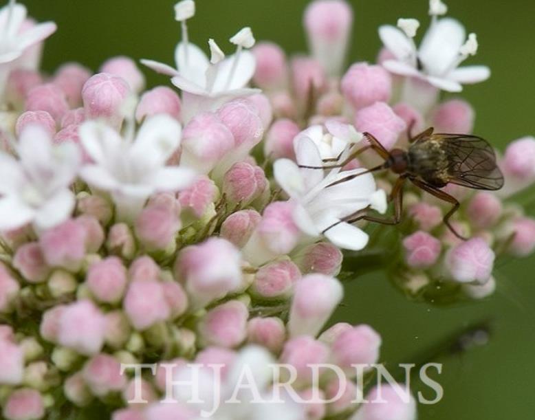 Valeriana Officinalis Anthos - Erva De São Jorge, Valeriana - Imagem 6